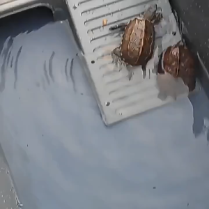 Turtle tank Extra large With Drainage And Thickened Turtle Raising Special box water and land terrace with drainage