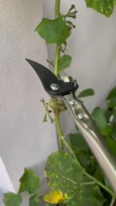 ของแท้ กรรไกรตัด-หนีบผลไม้ ยาว1.5-4 กรรไกรตัดหนีบผลไม้ด้ามยาว กรรไกร กรรไกรตัดกิ่ง กรรไกรแต่งกิ่งไม้ ตัดกิ่งไม้ กรรไกรตัดแต่งกิ่ง กรรไกรตัดหนีบ กรรไกรตัดหนีบผลไม้ด้ามยาว(กรรไกรยาว 3 เมตร) เมื่อสไลด์เก็บ ยาว เมตร (แถมฟรีใบเลื่ยสำหรับตัดกิ่งไม้ใหญ่)