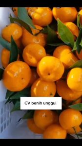 Bibit jeruk santang madu Siap berbuah ukuran besar