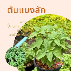 ต้นแมงลัก ส่งพร้อมกระถาง/ถุงดำ 6 นิ้ว ใช้ใส่แกงเห็ด แกงเลียง ขนมจีน ผักสวนครัว ผักสวนครัวปลูกง่าย ผักสวนครัวพร้อมปลูก ผักออร์แกนิก