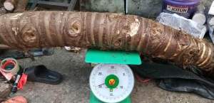 Củ bạc hà núi 5kg đào ở núi Cấm hàng tuyễn