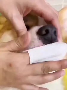 99Pcs Disposable Pet Finger Wipes for Dogs Cats Teeth Cleaning Tartar Removal Ear Care & Fresh Breath Pet Grooming Wipe