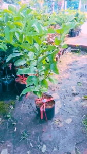 Cây giống Ổi Lê Đài Loan sizekhoarng 60cm  cây chuẩn giống  cây khỏe dễ trồng trồng nhà phố sân thượng.