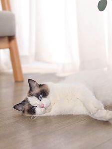 [HAKO PETSHOP] Mainan Kucing Interaktif-Tongkat Kucing Tongkat Bulu Lonceng Bulu Tempel/Cat Teaser