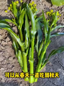 [ HARGA PROMO ] BENIH SAYUR KEMASAN PREMIUM BENIH SAYUR IMPORT