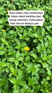 Kelaya Hair Treatment Hair Serum 20ml - Solusi Vitamin Rambut & Hair Care Rambut Rontok Rusak Kering Kusut