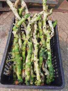 TẮC KÈ ĐÁ (cốt toái bổ) -Bổ thận giảm đau an thần chữa đau xương đau lưng đau mình mẩy bong gân mỏi gối dập xương loãng xương-Đặc Sản tây bắc 333