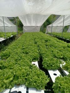 benih selada f2 caifera 1grm benih selada import indukan