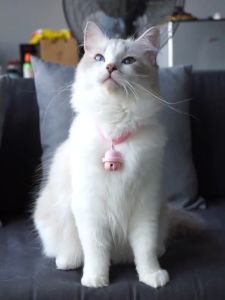 กระดิ่งเลเซอร์แมวอัตโนมัติ สวมใส่คอแมว แกล้งแมวโดยอัตโนมัติ จะมีแสงเลเซอร์หลอกล่อแมว ให้วิ่งตาม