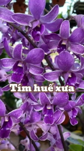Hoa lan denro tím huế