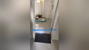 2 ชั้น EGG ห้องน้ำสูงสุนัข พร้อมเสา, ถาดฉี่สูงสุนัข ปรับปรุงห้องน้ำหมา รองฉี ห้องน้ําสูงสุนัข รองรับ COD