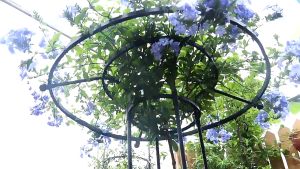 Horticultural umbrella flower stand climbing pergola monthly season clematis climbing mushroom rose flower stand green plant stand pole outdoors