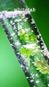 Whitelab Acne Care Moisturizer Gel - Pelembap Kulit Wajah