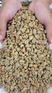 Green Bean Arabika Kerinci - Grade Specialty - Natural Processed