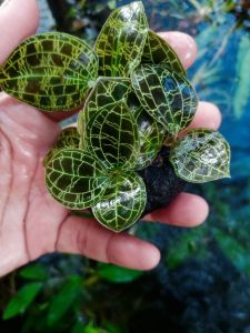 jewel orchid macodes petola/ki aksara tanaman aquasacpe/paludarium media wabikusa