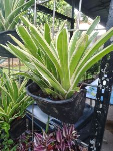 bunga bromelia putih
