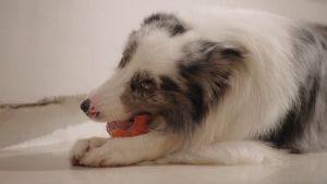 MOMOVIDA Pet Toy DT-13 ของเล่นสุนัข ของเล่นขัดฟัน ทนต่อการกัด ช่วยขัดฟัน เหมาะกับสุนัขตัวเล็ก ทรงค้อน สีม่วง/สีส้ม