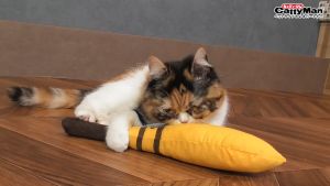 Đồ Chơi Mèo Gối Ôm Cattyman