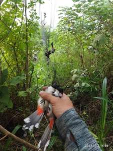 30m5p ☆ Lưới 5p (chào mào  chòe mi khướu hoành hoạch cu tiểu... )