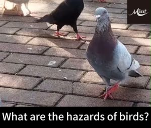 No Birds within 10000 meters Bird repellent outdoor Pigeons Repellent Easily Drives Away Birds.Long lasting effect.Bird repelling spray 驱鸟