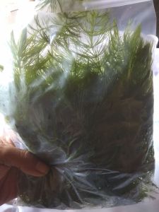 tanaman aquascape ganggang hidrila ekor tupai