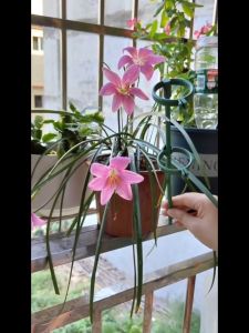 10pcs/set Penopang Tanaman / Penyangga Tanaman Model Kupu-kupu 30/45 cm