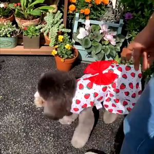 Pet New Land Dog dress pet dog clothes floral princess style skirts