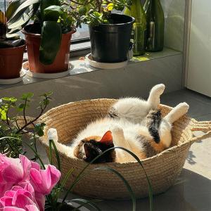 Wicker Cat Bed Mat Summer Cooling Dog House Integrated Pet Supplies Cat Scratching Board All Seasons Universal for Medium Large Cats