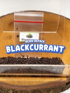Benih Blackcurrant Unggulan & Cara Budidayanya