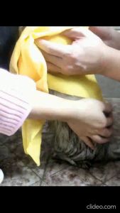 Khăn tắm cho Chó Mèo đa năng siêu thấm hút (mẫu mới) - Hara Pet Store