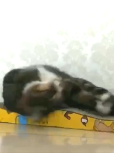 AP AIMAYAPET Corrugated Paper Cat Scratcher Grinding Claws Cat Toy Cat Scratcher Board Papan Calar Kucing