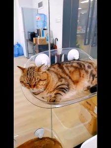 Wall Mount Transparent Cat Nest Floating Cat Hammock Stable Kitten Wall Shelves Play Climbing Suplie