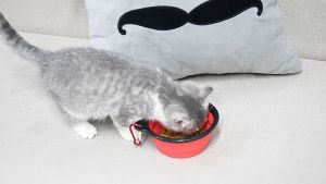 ชามอาหารสัตว์เลี้ยง ชามสุนัข พร้อมห่วง อุปกรณ์สัตว์เลี้ยง ชามน้ำชามพับได้