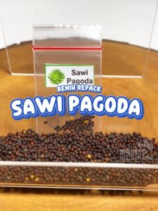 Benih Sawi Pagoda Unggulan & Hydroponik Sayuran