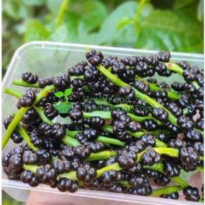 Buah Angkung Segar 100 Biji Organik Alami Fres Obat Herbal Stroke Saraf Organik