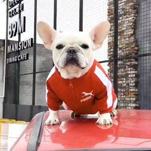 เสื้อแจ็กเก็ตกันหนาว แต่งซิป ขนาดเล็ก แฟชั่นฝรั่งเศส สําหรับสัตว์เลี้ยง สูงสำหรับ 2022 #A060