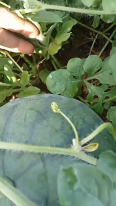 Benih semangka HIBRID IDOLA F1 ISI 20 GRAM ( non biji ) PRODUK ASLI JAWARA