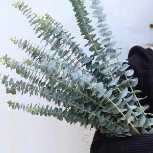 ใบยูคาลิปตัส 12 ชิ้น ต้นไม้ ปลอมช่อดอกไม้ บ้านสไตล์ นอร์เดอร์ การตกแต่งงาน เลี้ยงฉลอง ราคาถูกต้อง