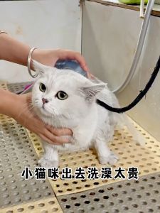 ถุงมืออาบน้ำแมว ถุงมืออาบน้ำสุนัข ถุงมือเช็ดตั ใช้งานง่าย ไม่ระคายเคืองผิว ช่วย Anti-Bacterial ดับกลิ่น 6PCS ทำความสะอาด