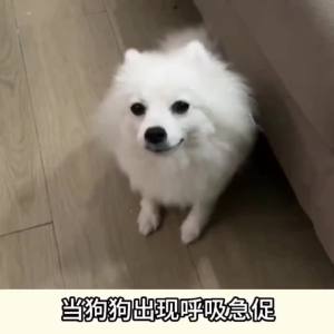 💗🙋‍♀️💗宠立康猫狗抗病毒犬细小翻肠子犬瘟咳嗽发烧呕吐黄水拉稀增强免疫