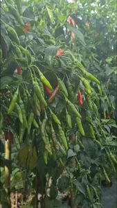 Bibit Cabe Spesial & Cara Menanamnya