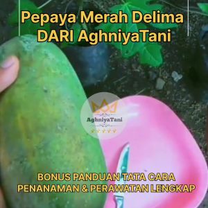 AghniyaTani - Bibit Biji Pepaya Merah Delima - 1gr 2gr 5gr & 10gr -+ (50 100 250 500 Butir) Benih Pepaya Unggul MERAH DELIMA - buah merah super manis dan lebat - PEPAYA biji Lokal Seed - GARANSI TUMBUH - kualitas mutu Terjamin