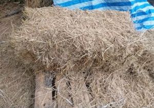 #พร้อมส่ง#ฟางข้าว/ฟางแห้ง 3 โลถูกสุดใน ใช้คลุมพืชผักคลุมดินลองไก่นอนเป็ดนอนได้#ฟาง แห้ง#ฟางข้าว#ฟางคลุมหน้าดิน