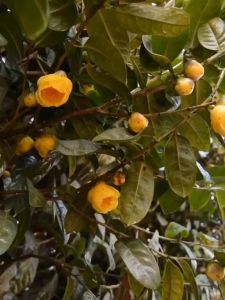 Trà Hoa vàng Ba Chẽ Quảng Ninh sấy lạnh loại 1. Đặc sản chè hoa vàng kim hoa trà Tam Đảo trà hoa vàng đông trùng hạ thảo