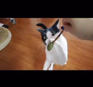 coolpet 🐶 Catnip Lollipop อมยิ้มแคทนิปเสียบไม้มาทาบิ สมุนไพรแมวฟิน แคทนิปแมว ของเล่นแมว