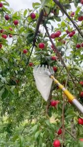 10M Tongkat Panjang Untuk Petik Buah & Gergaji Pemangkasan Cabang