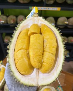Bibit Durian Musangking Asli Super UnggulPohon Duren tabulampot