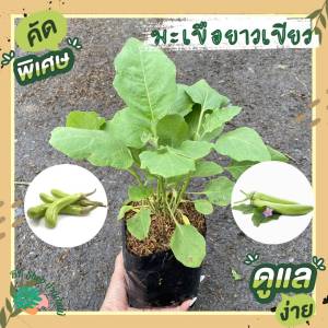 ต้นมะเขือยาวเขียว ลูกดก พร้อมกระถาง/ถุง 6 นิ้ว ผักสวนครัว ผักสวนครัวปลูกง่าย ผักสวนครัวพร้อมปลูก ผักออร์แกนิก