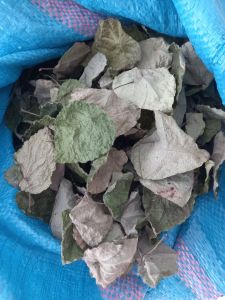 lá sâm lông khô sấy lạnh chất lượng cao làm Thạch sương sâm( 1Kg )