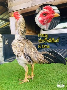 ไข่เชื้อพม่าสายพันธุ์เยียร์ รำวงจอมเตะ  ใบละ95บาท